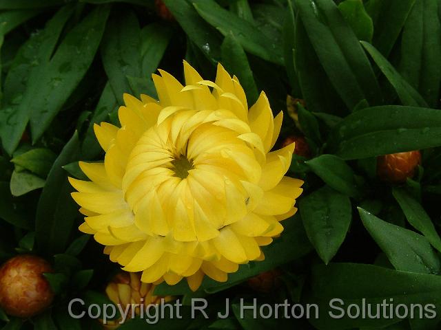 Bracteantha Dreamtime (Paper Daisy)